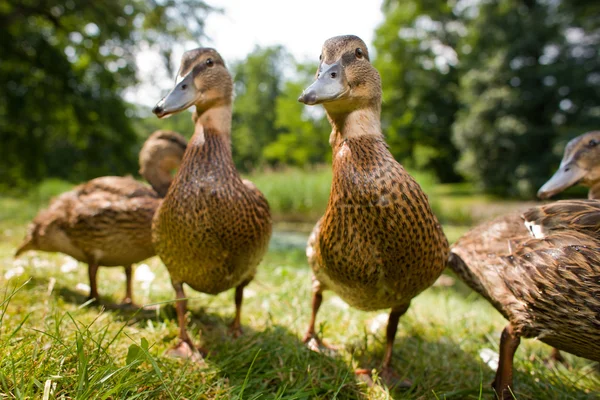 Cute ducklings — Stock Photo, Image