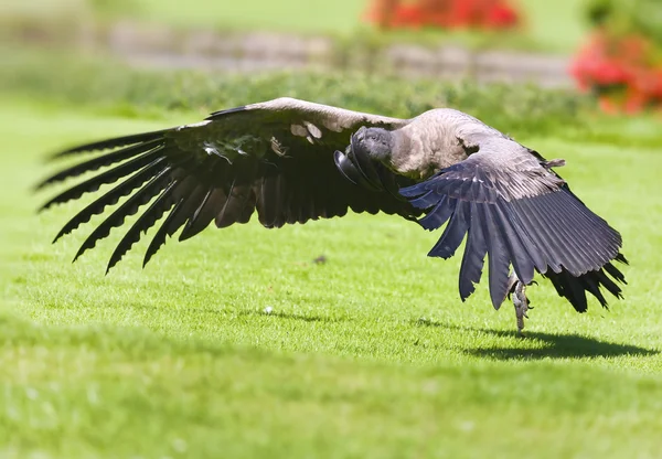 Very rare species of bird of prey — Stock Photo, Image