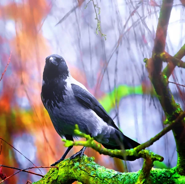 Corbeau sur un arbre — Photo