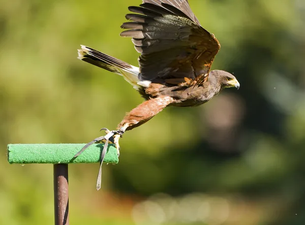Flying hawk — Stock Photo, Image