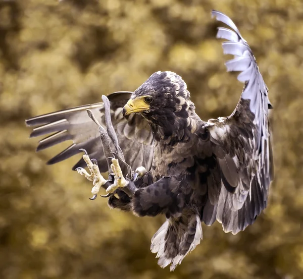 Hawk's attack — Stockfoto