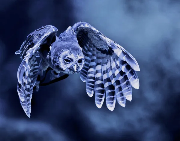 Flying owl — Stock Photo, Image