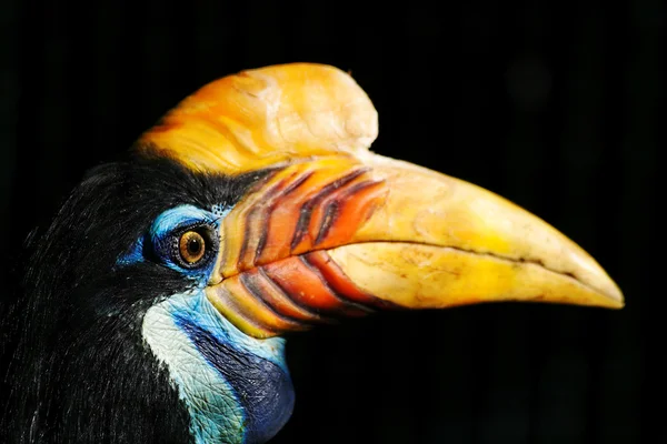 Tucan's beak — Stock Photo, Image