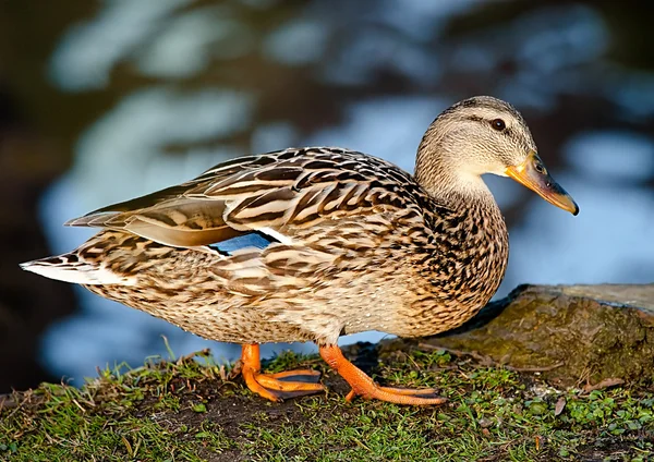 Cute duckling — Stock Photo, Image