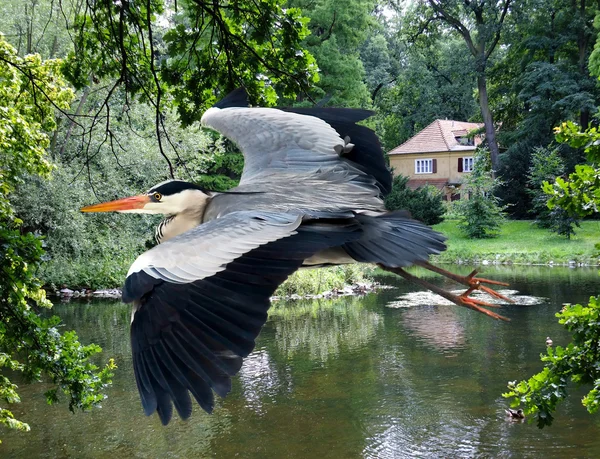 Heron voando sobre o lago e casa — Fotografia de Stock