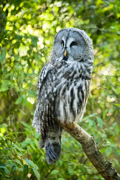 Owl on a branch — Stock Photo, Image