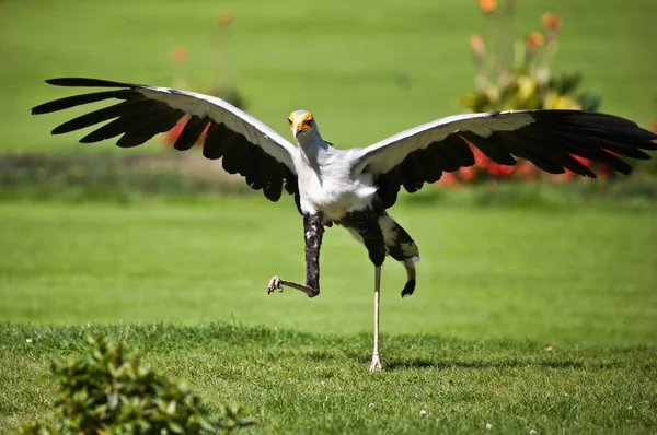 stock image Very rare species of bird of prey