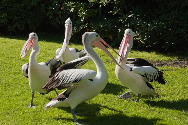 Pelikanlar — Stok fotoğraf