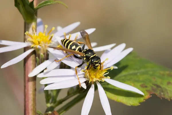 Wasp wings Stock Photos, Royalty Free Wasp wings Images | Depositphotos