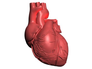 Model of human heart clipart