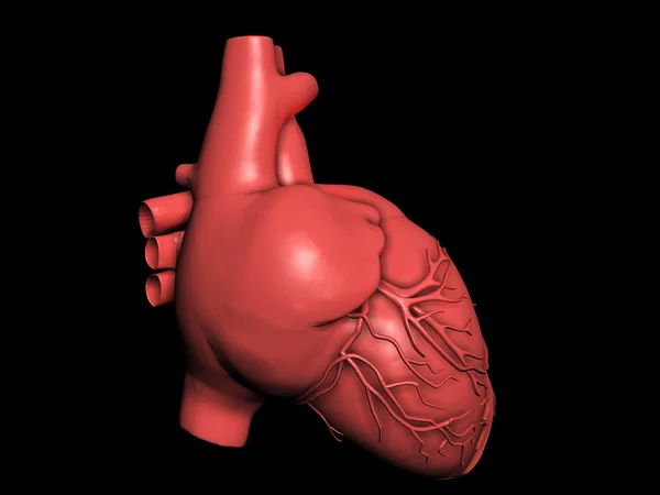 Μοντέλο της ανθρώπινης καρδιάς — Φωτογραφία Αρχείου
