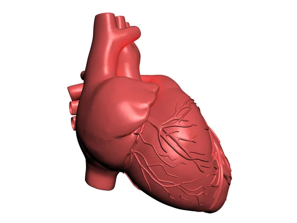 Modell av mänskliga hjärtat — Stockfoto