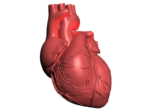 人类心脏模型 — 图库照片