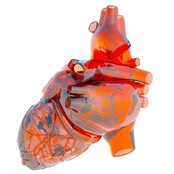 人类心脏模型 — 图库照片
