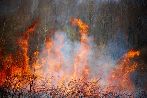 Fogo de grama — Fotografia de Stock