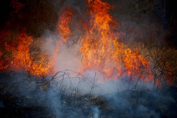 Pożar trawy — Zdjęcie stockowe