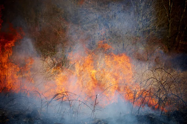 Fogo de grama — Fotografia de Stock