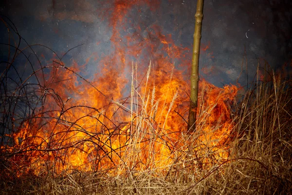 Ot yangını — Stok fotoğraf