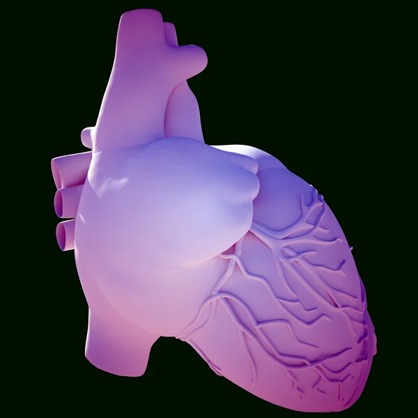 Model lidského srdce — Stock fotografie