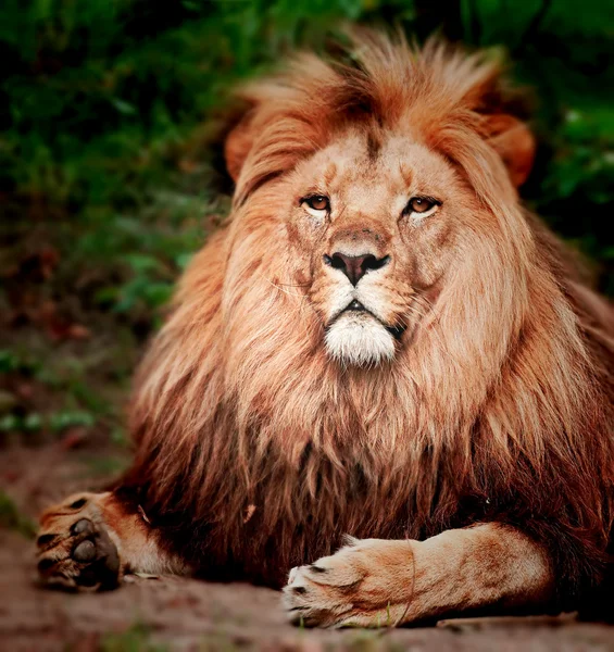 Лев сидит на земле — стоковое фото