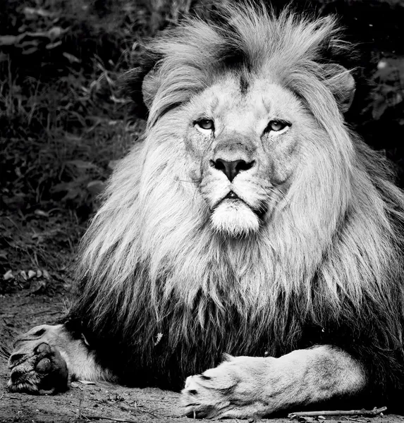 Лев сидит на земле — стоковое фото