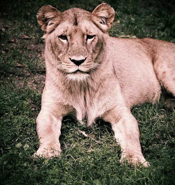 stock image Lioness