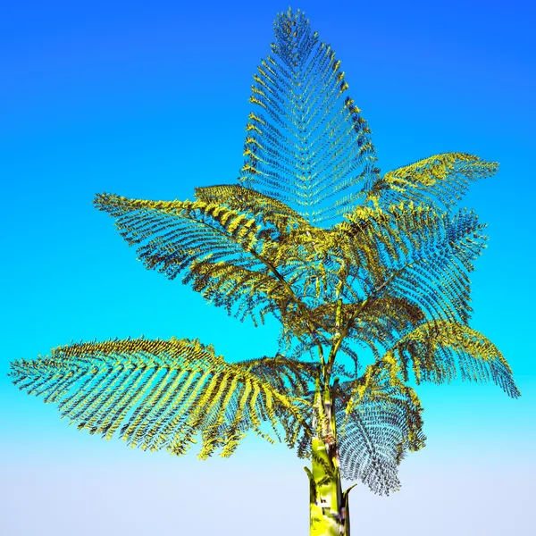 Palma gigante de montaña tailandesa — Foto de Stock
