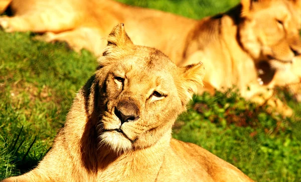 ライオンのクローズ アップ — ストック写真