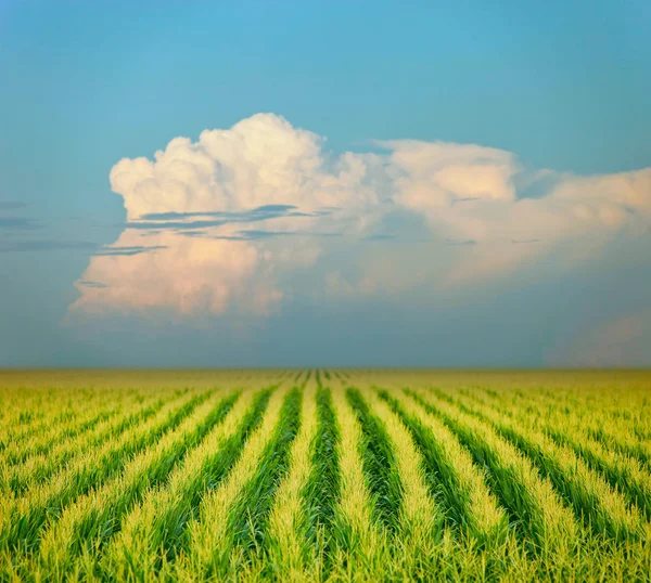 stock image Farm field