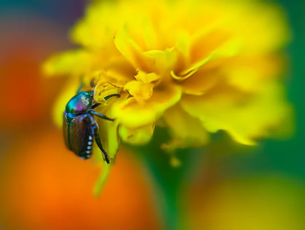 Flor colorida — Fotografia de Stock