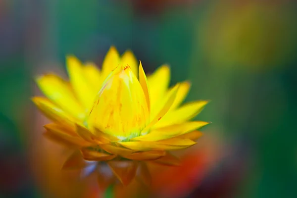 Flor colorida — Fotografia de Stock