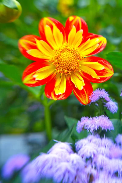 Barevný květ — Stock fotografie