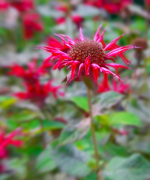 stock image Flower