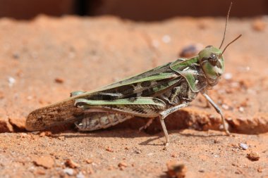 Grasshopper on red stone clipart