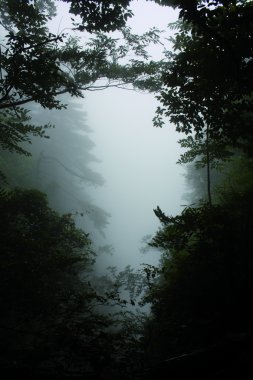 Fog in a chinese forrest clipart