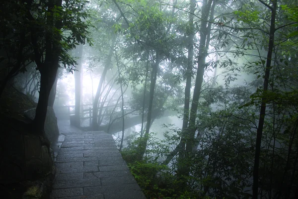 Sisli bir orman içinde köprü — Stok fotoğraf