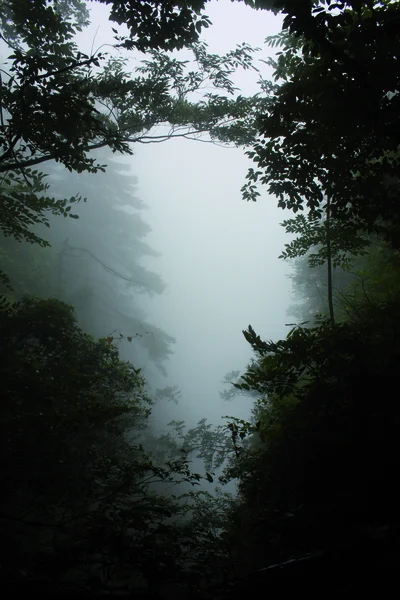 Туман в китайском лесу — стоковое фото