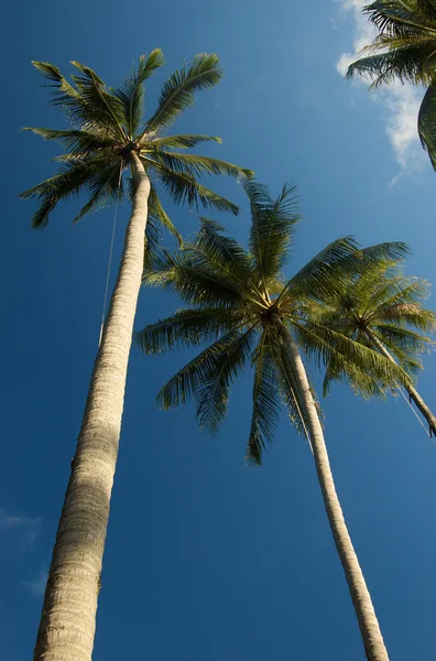 मेक द्वीप पर नारियल के पेड़ स्टॉक इमेज