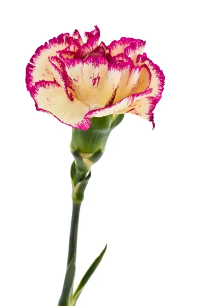 stock image Carnation