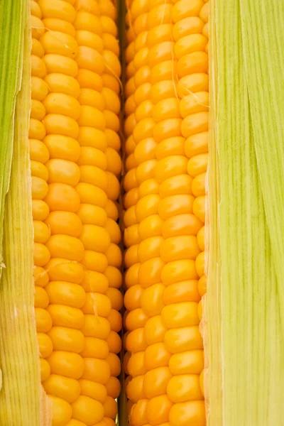 Cob of the ripe young corn — Stock Photo, Image