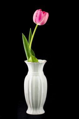 Tulip in a white vase on a black background clipart