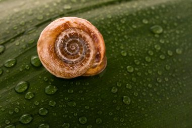 Snail covered by drops of water on a green leaf clipart