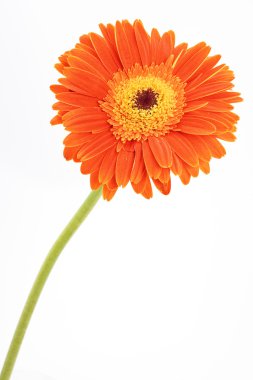 Gerbera