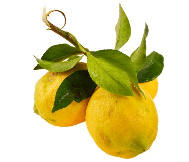 limon