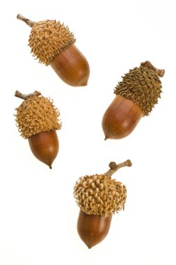 Acorn - mature small acorn close-up on a white background clipart