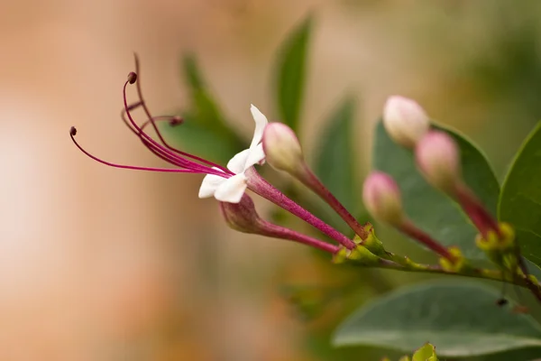 Flor pequena — Fotografia de Stock