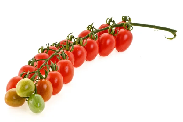 Tomatgrenen — Stockfoto