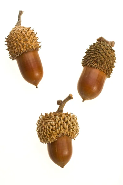 Volwassen kleine acorn close-up op een witte achtergrond — Stockfoto