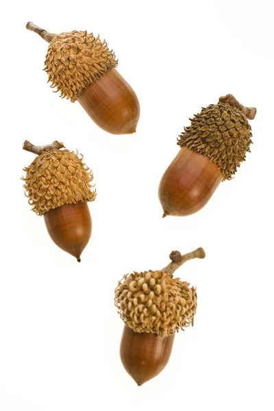 Acorn - volwassen kleine acorn close-up op een witte achtergrond — Stockfoto