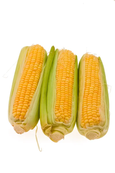 COB van de rijpe jonge maïs — Stockfoto